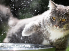 Cat expressing dislike for water in a humorous manner