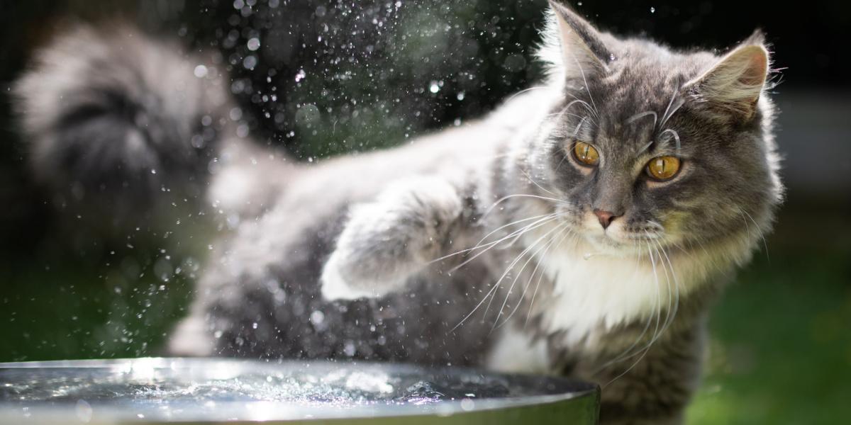 Un chat exprime son aversion pour l'eau de manière humoristique