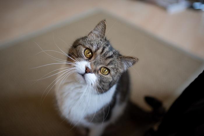 Chat curieux avec une charmante inclinaison de la tête, affichant une posture curieuse et attachante qui capture l'essence de la curiosité et de l'espièglerie féline.