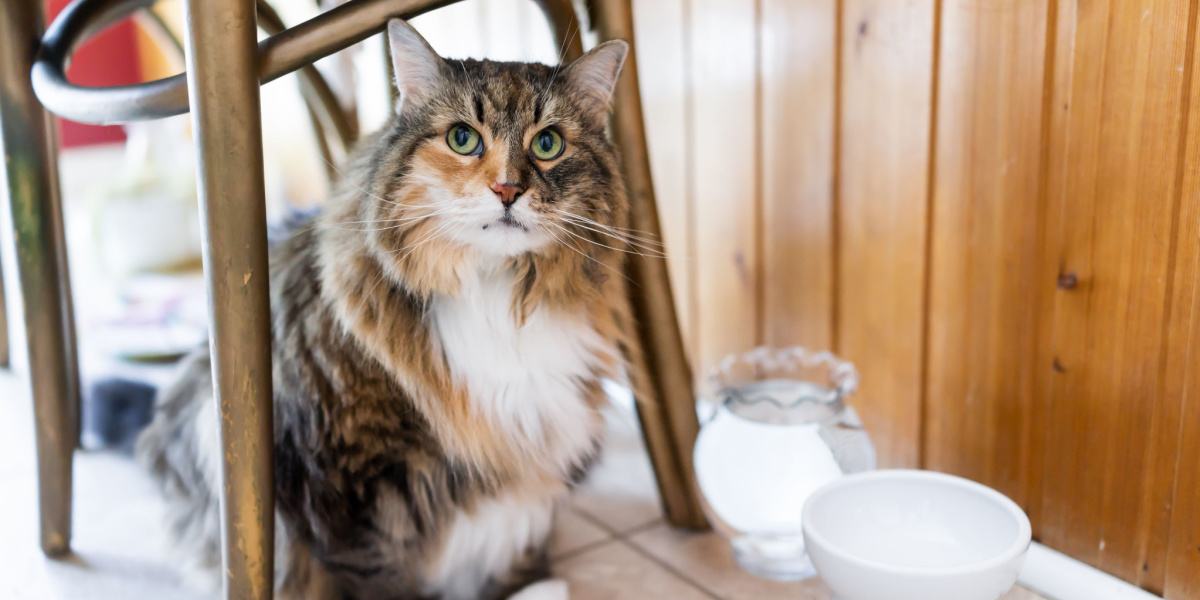 Le chat cache sa nourriture