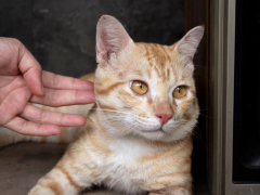 In the image, a cat appears to be ignoring its owner, showcasing the independent and sometimes aloof nature of felines.