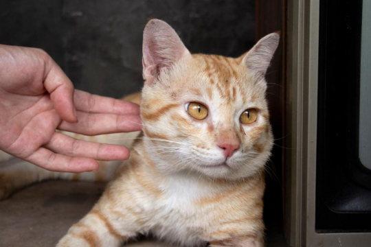10 signes subtils indiquant que votre chat est frustré.
