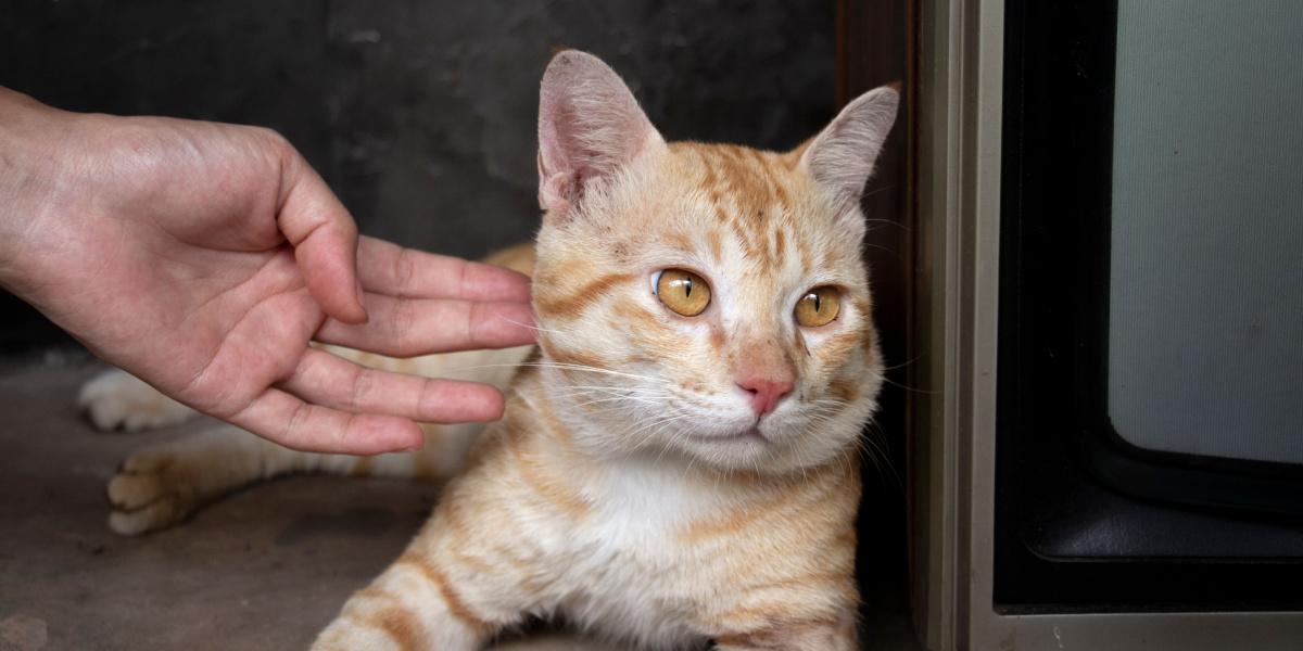 Sur l’image, un chat semble ignorer son propriétaire, mettant en valeur la nature indépendante et parfois distante des félins.