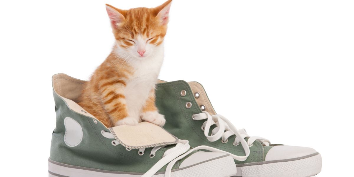 Une image amusante et fantaisiste mettant en vedette un chat à l'intérieur d'une paire de chaussures.