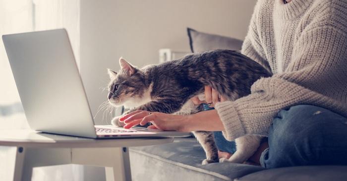 Scène amusante d'un chat perché sur un clavier d'ordinateur portable, semblant interrompre le travail ou la frappe d'une personne, créant une interaction humoristique.