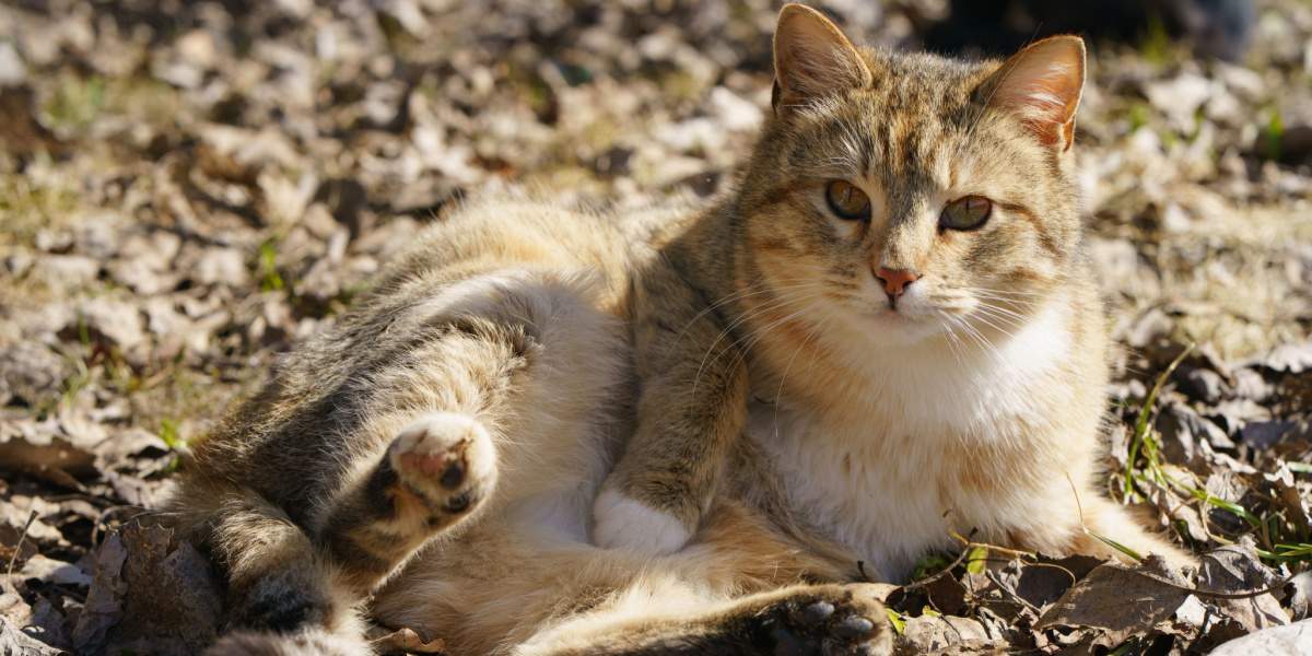 Chat curieux confortablement allongé sur le sol en terre, embrassant les plaisirs simples de la nature et de l'exploration.