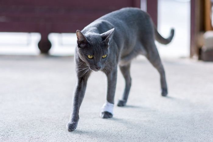 Chat qui boite, peut-être à cause d'une blessure