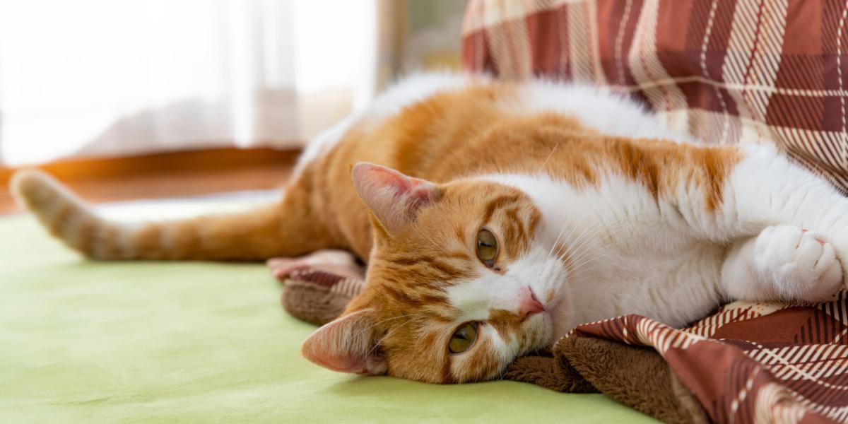 un chat qui boite, favorisant l'une de ses pattes, indiquant une possible blessure ou un inconfort et soulignant l'importance de consulter un vétérinaire pour les animaux présentant des signes de douleur ou des problèmes de mobilité.