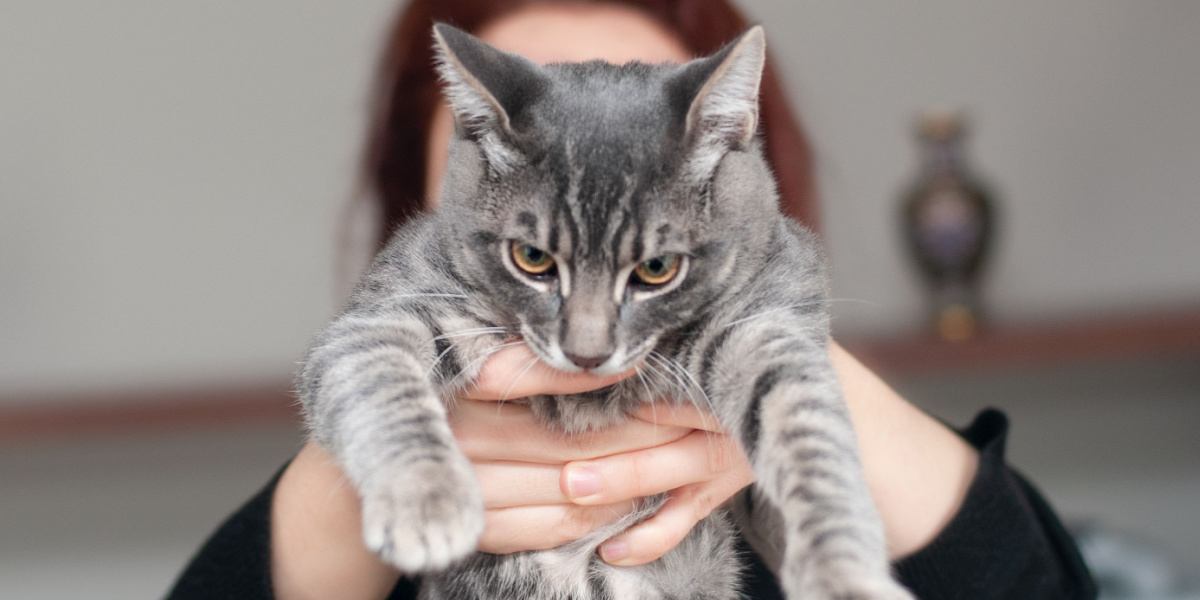 Un chat qui montre son mécontentement lorsqu'on le tient dans ses bras