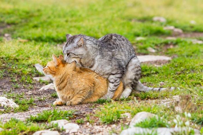 accouplement de chat