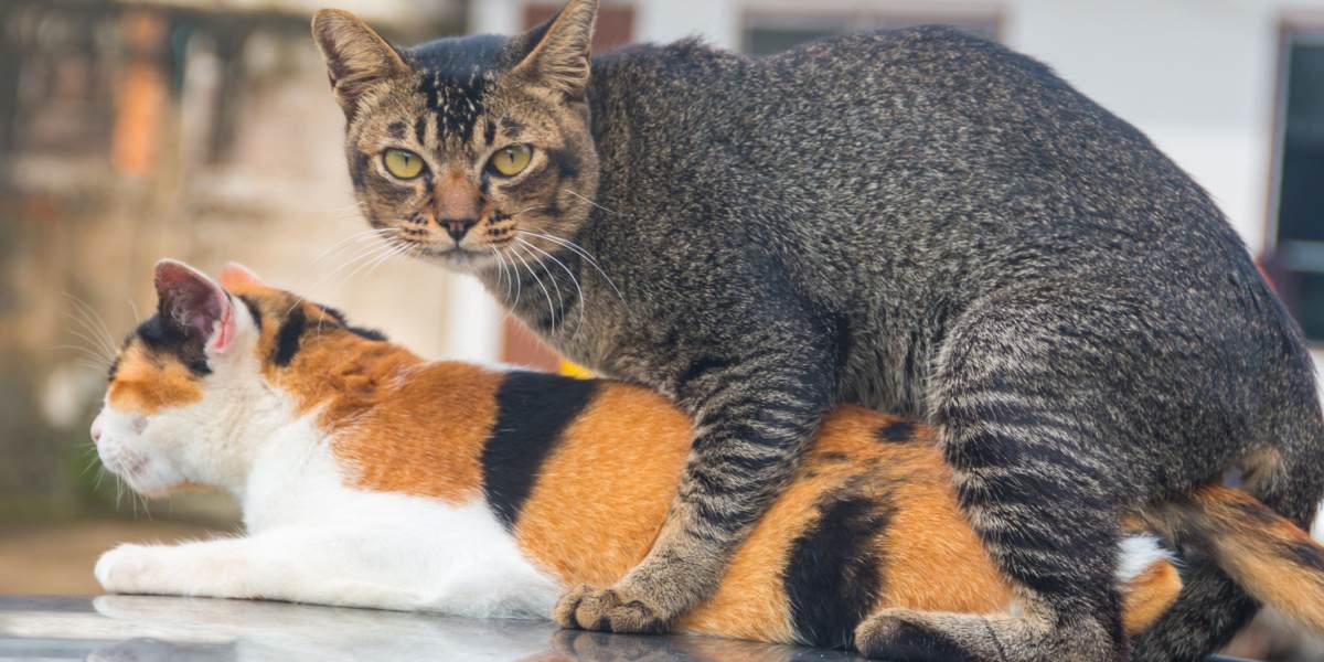 Image capturant le comportement naturel des chats en train de s'accoupler, illustrant un moment de reproduction au sein du monde félin.