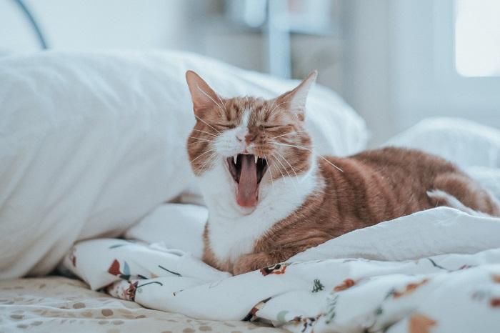 Une image d'un chat avec la bouche légèrement ouverte, mettant en valeur ses dents et sa langue.