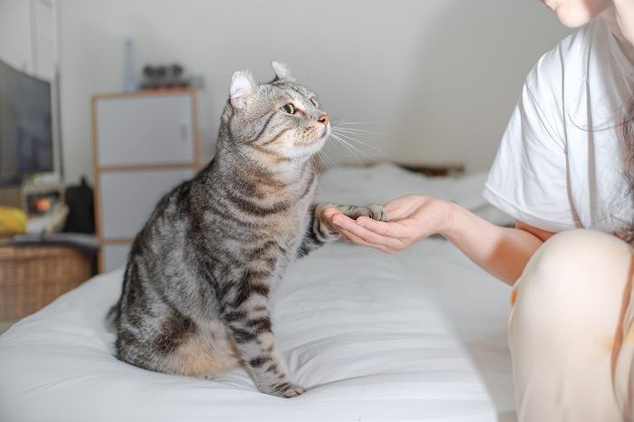 Une image représentant un chat étendant sa patte dans un geste amical envers un humain