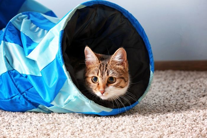 Chat énergique jouant joyeusement à l'intérieur d'un tunnel, faisant preuve de curiosité et d'enthousiasme.