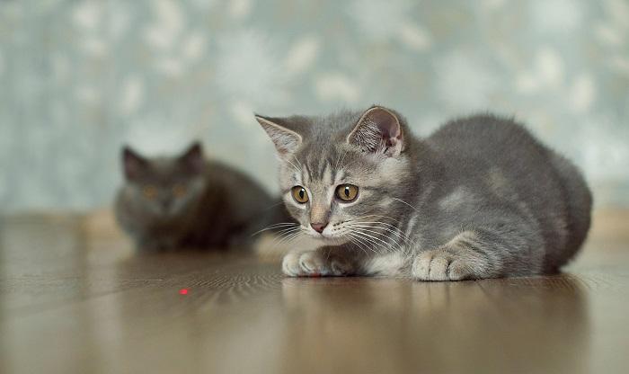 Chat jouant avec un jouet laser.