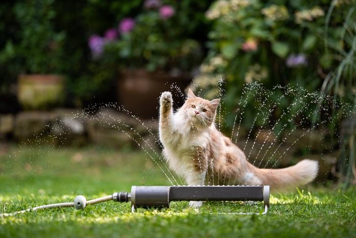 Un chat s'amuse joyeusement avec l'eau pendant le jeu