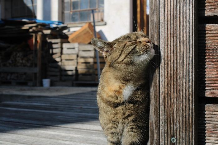 Un chat se frotte le visage pour marquer son territoire