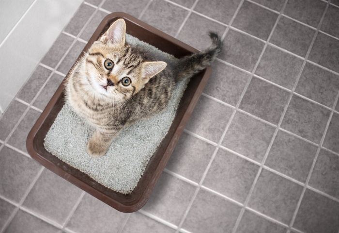 Une image montrant un chat debout dans un bac à litière rempli de litière pour chat semblable à du sable.