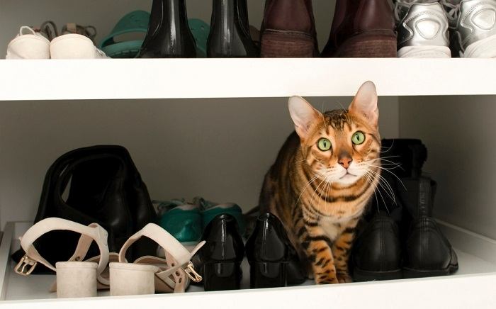 Une image représentant un chat sur une étagère à chaussures, entouré de différentes paires de chaussures.