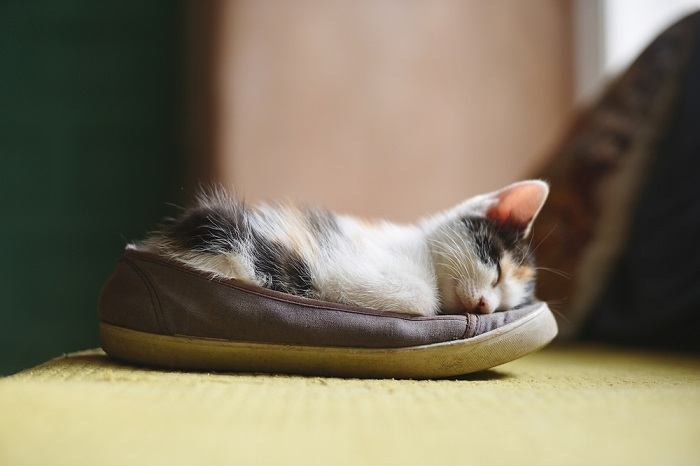 Un chat recroquevillé et endormi à l'intérieur d'une chaussure, affichant un lieu de repos original et confortable choisi par le félin.