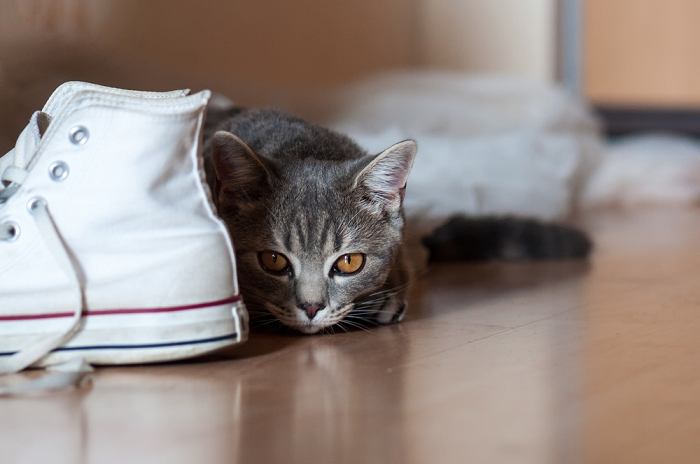 Image fantaisiste d'un chat caché parmi une collection de chaussures.