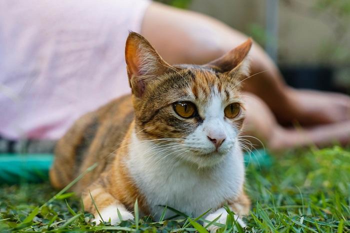 L'image montre un chat assis de manière posée tout en ignorant apparemment son propriétaire.