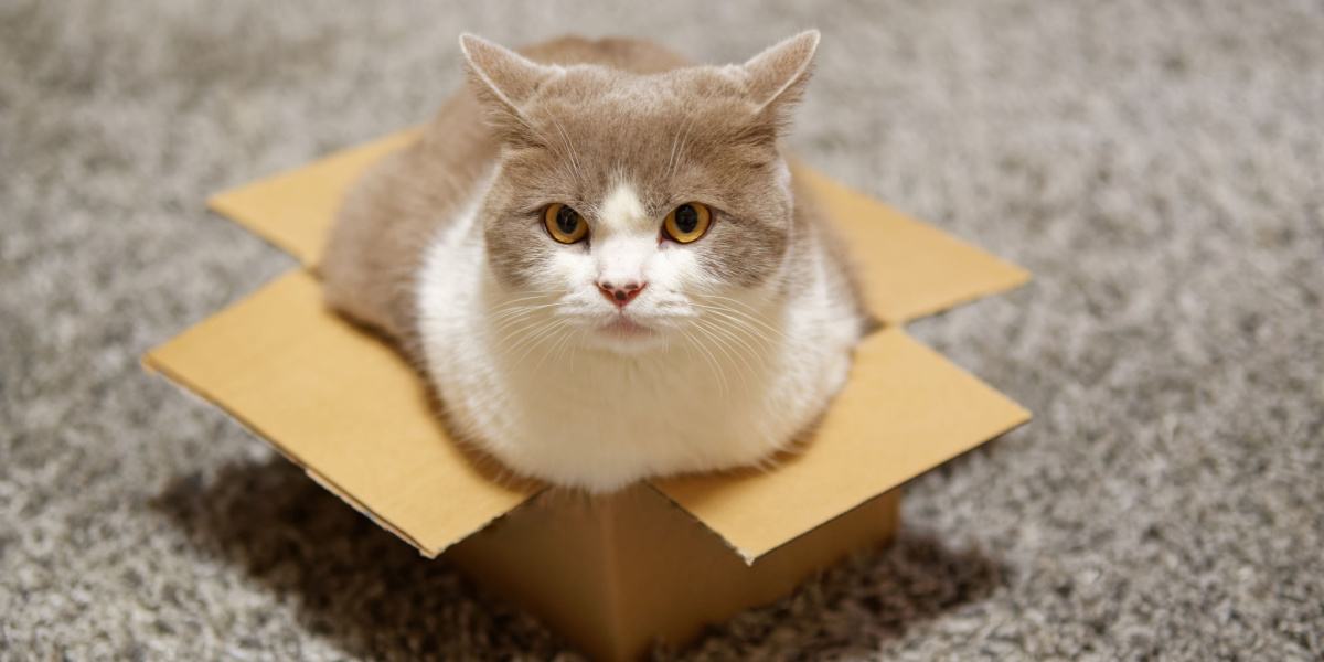 Image captivante d'un chat confortablement assis à l'intérieur d'une boîte, mettant en valeur son affinité pour les espaces douillets et clos.