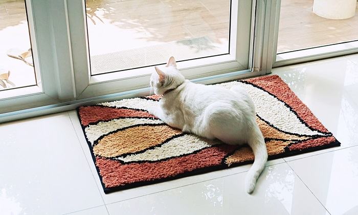 Image sereine d'un chat assis sur un tapis doux, rayonnant de détente et de contentement dans un environnement paisible.