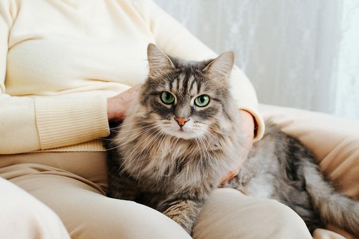 Chat content assis confortablement sur les genoux d'une femme, soulignant le lien particulier entre le félin et l'humain.