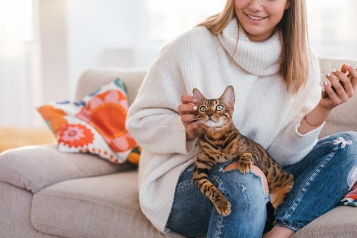 Un chat serein assis sur les genoux d'une personne, profitant d'un moment paisible et affectueux de lien et de réconfort.