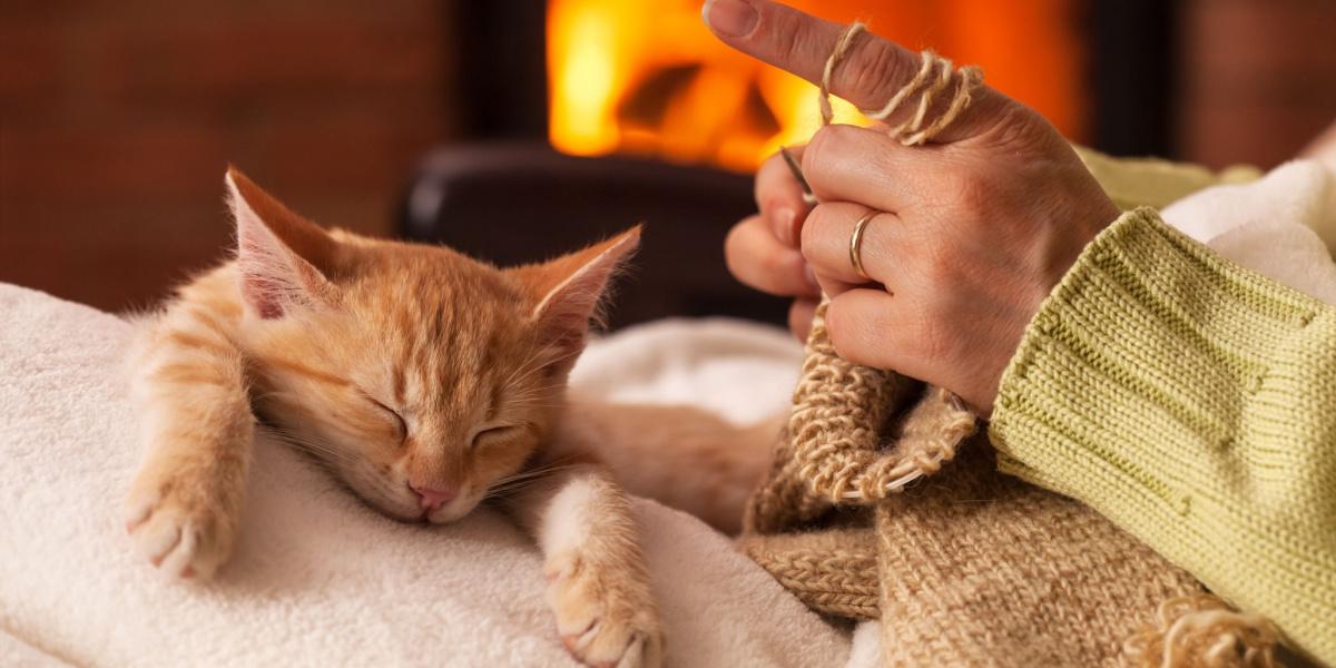 Un chat content, assis confortablement sur les genoux d'une personne, profitant d'un moment de proximité et de compagnie.