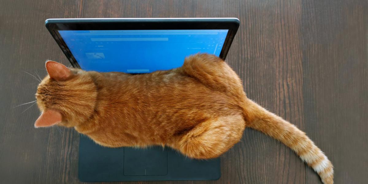 Image d'un chat perché sur un clavier d'ordinateur portable, incarnant un mélange de curiosité et de camaraderie dans un cadre moderne.