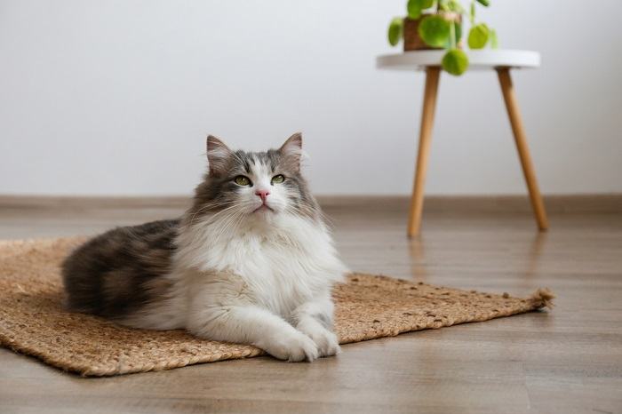 Chat assis gracieusement sur un tapis, incarnant un sentiment de calme et d'élégance dans son environnement.