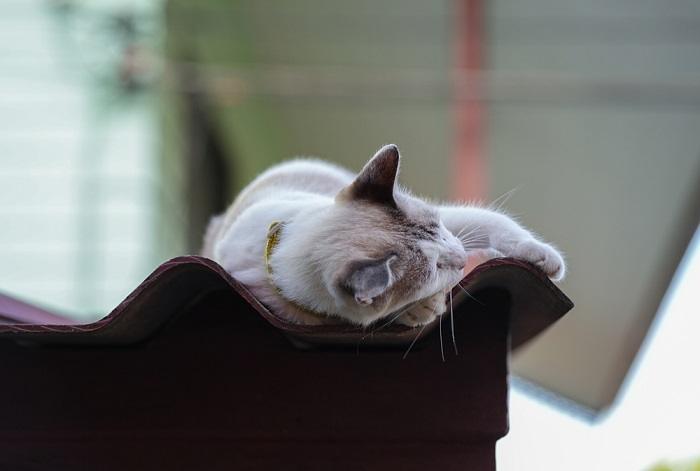 Chat serein dormant paisiblement sur un toit, se prélassant dans la chaleur et la tranquillité de son perchoir surélevé.