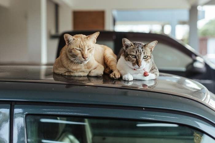 Image d'un chat dormant confortablement sur le toit d'une voiture, mettant en valeur la curiosité féline et sa capacité à trouver des endroits confortables pour se détendre.