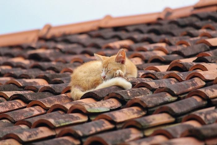 Chat content se reposant sur une tuile de toit, profitant d'un endroit confortable et surélevé pour une sieste paisible.