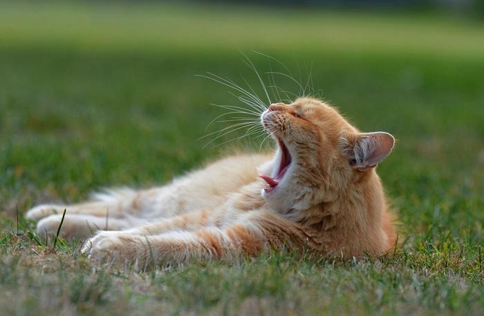 Une image délicieuse capturant un chat endormi en train de bâiller, mettant en valeur ses yeux endormis, sa bouche ouverte et sa posture légèrement tombante, transmettant une sensation de somnolence et de relaxation adorable.