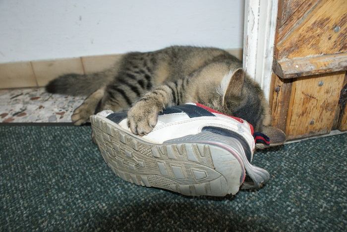 Une image capturant un chat en train de sentir une paire de chaussures.