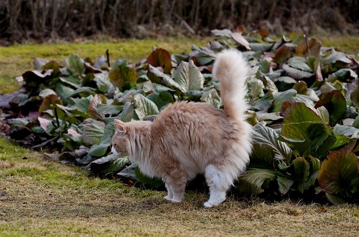 Un chat qui présente un comportement de pulvérisation, marquant son territoire avec de l'urine, ce qui est un comportement félin courant.