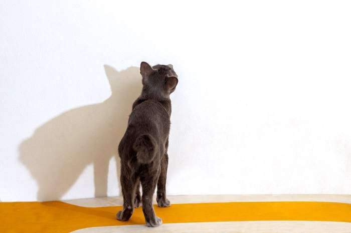 Un chat qui regarde fixement un mur ou un objet.