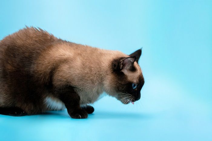 Chat assis avec la langue tirée