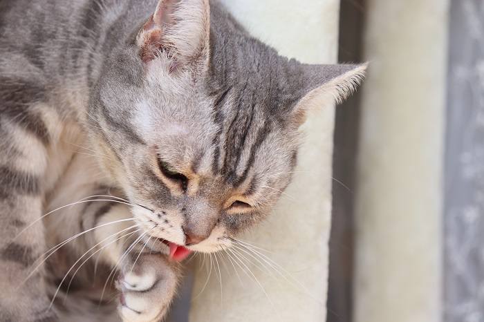 Image illustrant un chat en train de vomir.