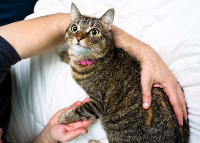 Une image édifiante mettant en scène un homme et un chat partageant un moment de joie.