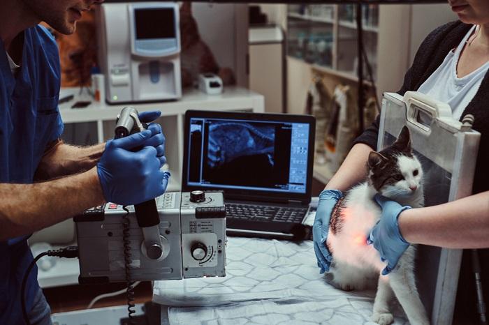 Image montrant une radiographie vétérinaire (rayons X) d'un chat.