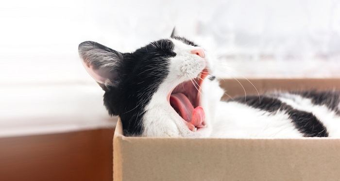 Une image attachante capturant un chat en plein bâillement, mettant en valeur sa bouche ouverte, sa langue allongée et un bref moment de vulnérabilité endormie, contribuant tous au charme du comportement félin.