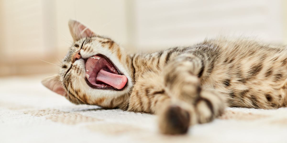 Une adorable image d'un chat pris en plein bâillement, mettant en valeur sa bouche grande ouverte, sa langue tendue et ses mâchoires étirées, révélant un comportement félin classique.