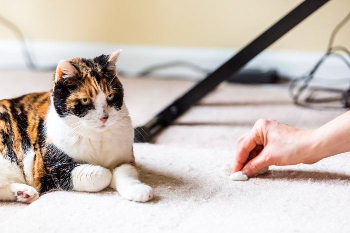 vomi de chat sur le tapis