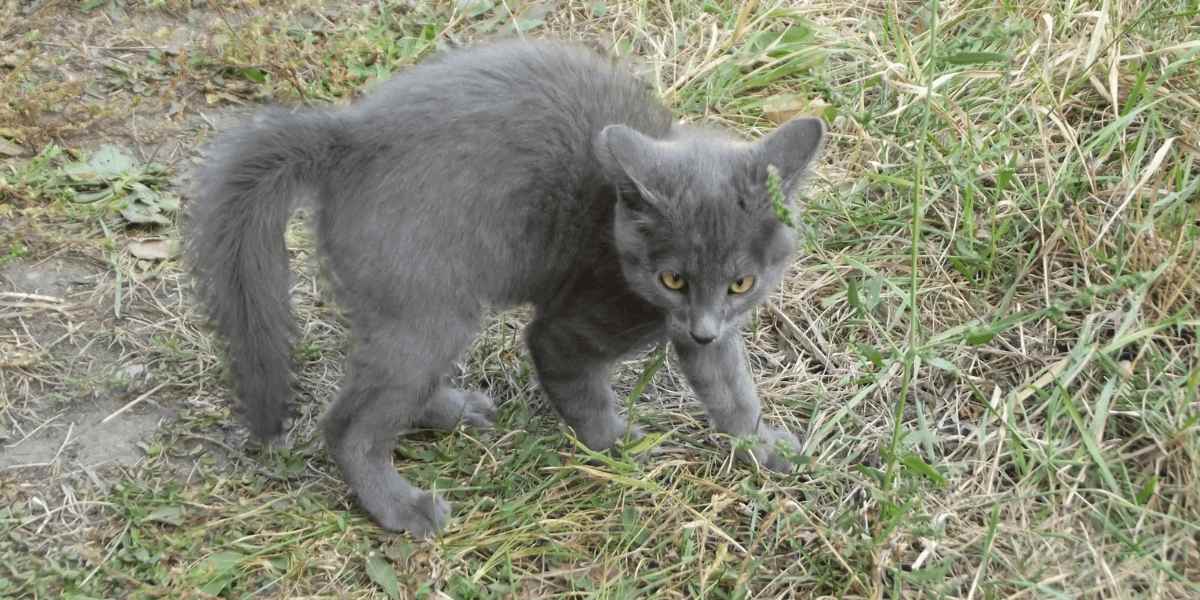 Chat affichant une posture ludique de « crabe ».