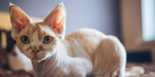 100 meilleurs noms de chats Devon Rex