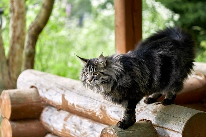 L'image représente un chat duveteux au milieu d'une foulée alors qu'il marche gracieusement.